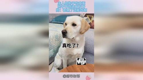 狗子黑料爆料视频下载,视频爆料背后的真相与争议  第2张